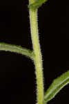 Heller's cudweed